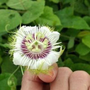 Mari Yani profile icon