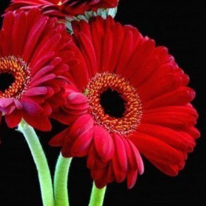 intan liyana profile icon