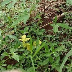 Bundy Malka profile icon