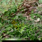 Bundy Malka profile icon