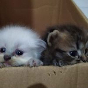 Yuliana Dinilah profile icon