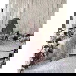 Shafinazaris Quratullain profile icon