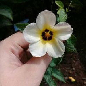 Heni Hens profile icon