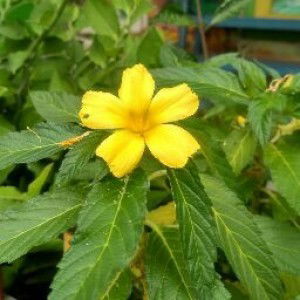 Lina David profile icon