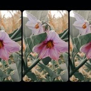 Langit Aksara profile icon