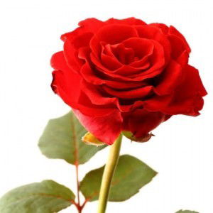 DiNie AniSa profile icon