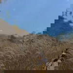 Anaa Rifkii profile icon