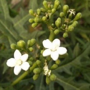 Siti Nurhasanah profile icon