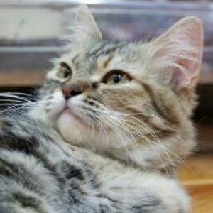 Nailah Zain profile icon