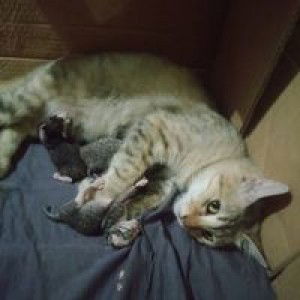 Yana Yana InongSf profile icon