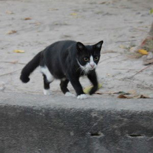 Afikah Ramli profile icon