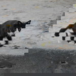 Afikah Ramli profile icon