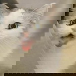 Mayada Nurhaidy profile icon