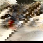 Juliana Ismail profile icon