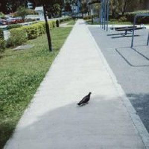 Tini As Gaury profile icon