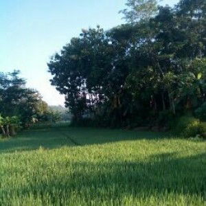 Ahmad Asaroni profile icon