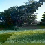 Ahmad Asaroni profile icon