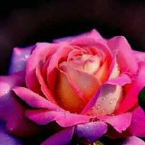 IdaalfatihAlfatih profile icon