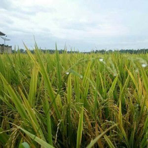 nang Santo profile icon