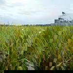 nang Santo profile icon