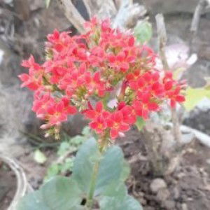 Miia Vy profile icon