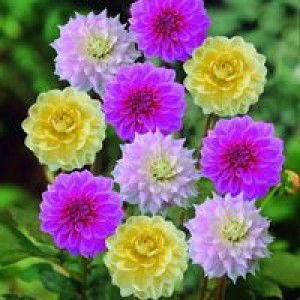 Thu Vân profile icon