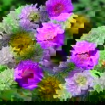 Thu Vân profile icon