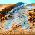 Maia lvy profile icon