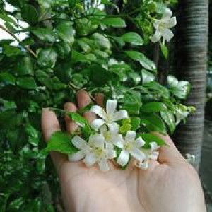 Linh Linh profile icon