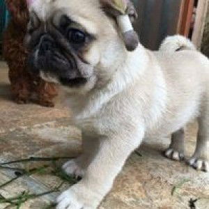 Mai Liên profile icon