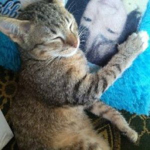 Ikiw brother24 Ikiw profile icon