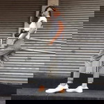 Sarah San Jose profile icon