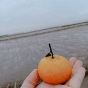 Trang Nhi profile icon