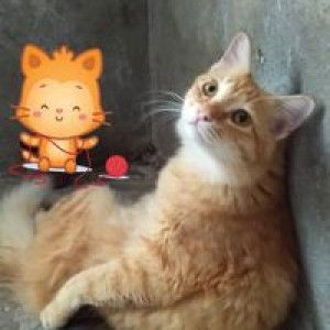 Nur Arisyah binti mehat profile icon