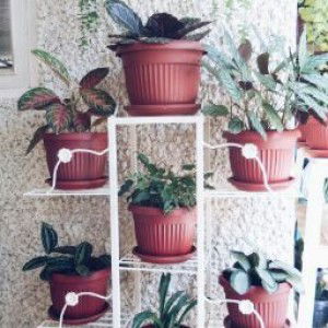 Dwi Komala Wahyuni profile icon