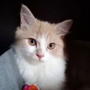 Citra Anggi profile icon