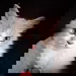 Citra Anggi profile icon