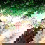 RinnaKu profile icon