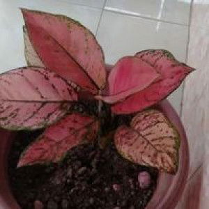 Allifah profile icon