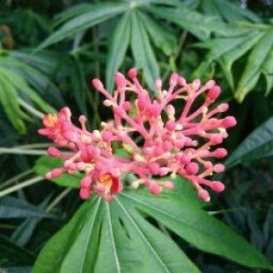 Candra Dita profile icon