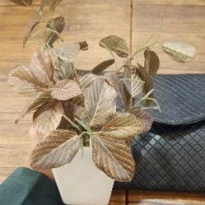 mila. cetos profile icon