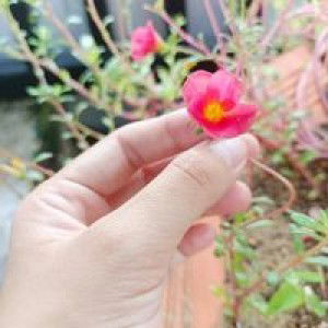 Minh Thảo profile icon