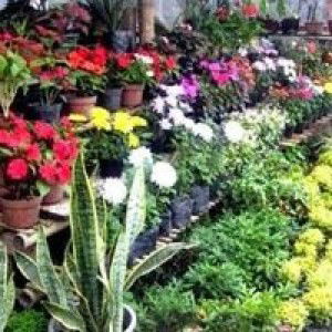 Listya Aji profile icon