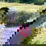 rhenjael aLvendia profile icon