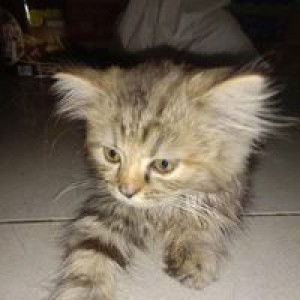 Mila Bayu profile icon