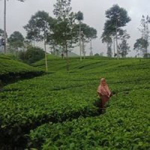 Ariyanii profile icon