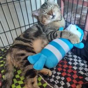 RahmahAsyifaa profile icon