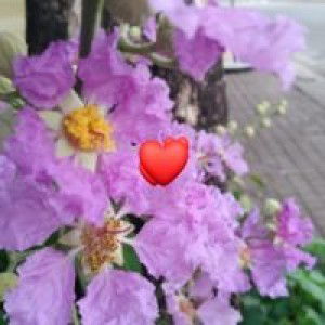 Hạnh Nguyễn profile icon