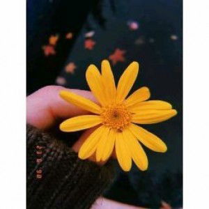 Windy Dalama profile icon