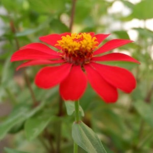 Nining Ayuningsih profile icon